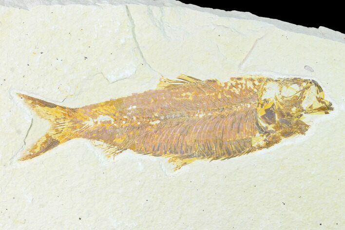 Fossil Fish (Knightia) - Wyoming #148537